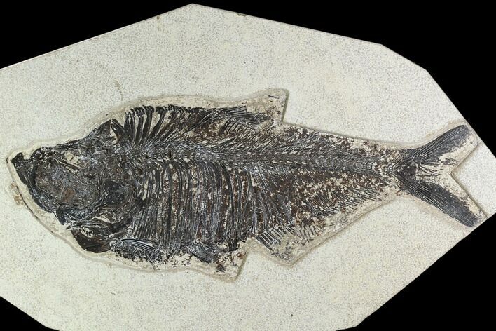 Bargain, Fossil Fish (Diplomystus) - Green River Formation #129137